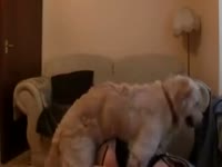 [ Beast XXX ] Rare beastiality sex video featuring a hoe in blindfolded whilst getting fucked by a large K9